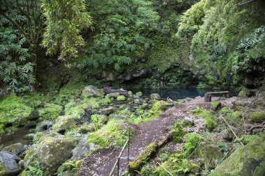 Tropikal ormandaki küçük göl manzarası