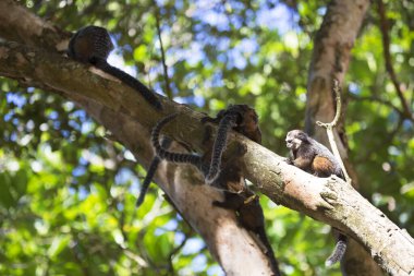 Parlak gün ışığında ağaçtaki şirin maymunlar