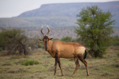 Savanadaki vahşi antilop manzarası  