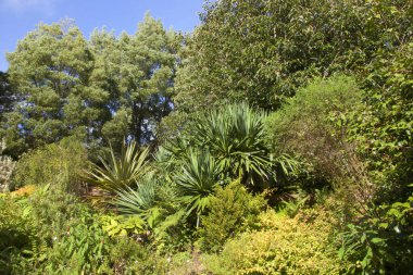 Güzel botanik manzarası