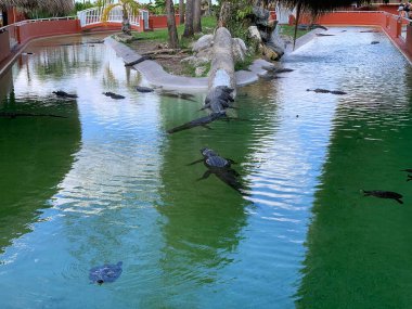 Hayvanat bahçesindeki timsah manzarası