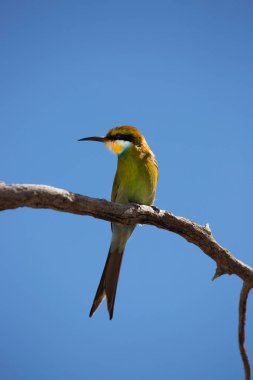 Kırlangıç kuyruklu arı yiyici, Merops hirundineus
