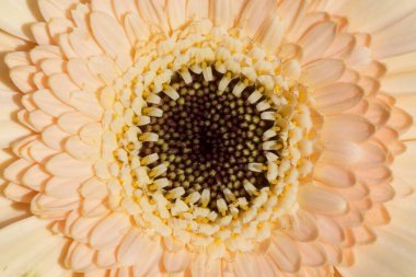 Bahçedeki güzel çiçek manzarası