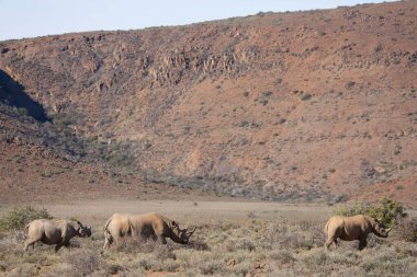 Kara gergedan, Diceros bicornis, Karoo çölü vadisinde alçak çalılıklarda yürüyor.