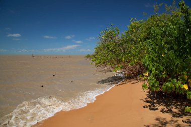 Çamurlu nehir suyu ve yeşillikle kumlu sahil