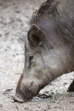 Sudaki genç bir Afrikalı domuzun yakın plan fotoğrafı.