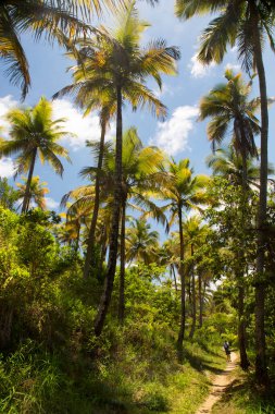 Tropikal ormanda palmiye ağaçları