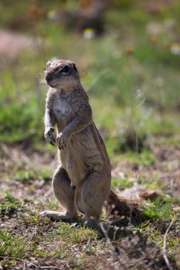 Cape ground sincabı, Xerus inauris