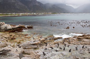 Penguenli kayalık sahil manzarası ve güzel doğa manzarası