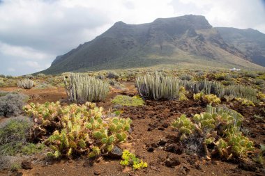 Kaktüslü volkan vadisi manzarası