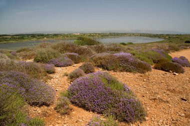 Tarladaki güzel çiçekler