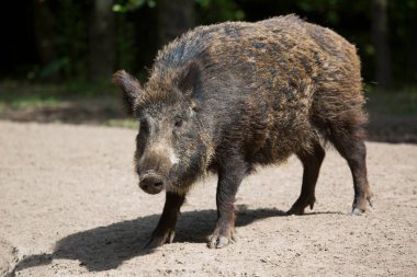 Yaban domuzu, yakın görüş.