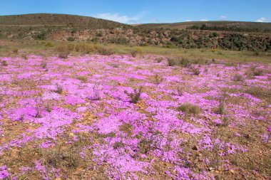 Dağlarda güzel çiçekler