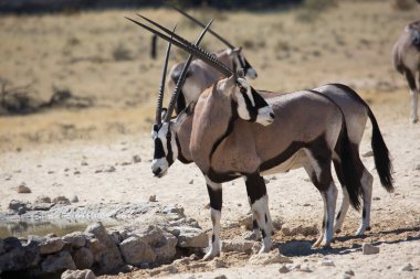 Gemsbok sürüsü ya da Güney Afrika antilobu, Afrika antilobu ceylanı Kalahari çölündeki kuru otların arasında yürüyor ve otluyor.