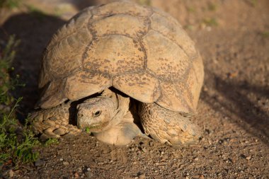 Leopar kaplumbağa, Stigmochelys pardalis, yiyecek yeşil ve taze bitkiler bulmak için hızla yürüyorlar.