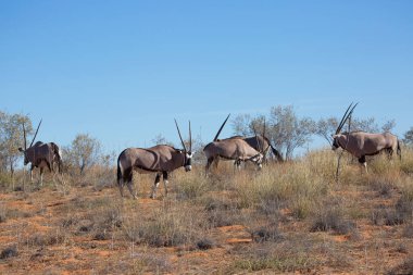 Gemsbok sürüsü ya da Güney Afrika antilobu, Afrika antilobu ceylanı Kalahari çölündeki kuru otların arasında yürüyor ve otluyor.