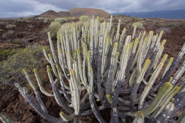 Kaktüs bitkileriyle volkanik vadi manzarası