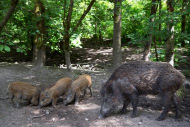 Ormandaki bir grup genç hayvan.