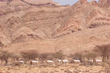 Palamut boynuzlu antilop sürüsü, Oryx dammah, Sahra Çölü 'ndeki korkunç önlüklerin arasında yürüyorlar.