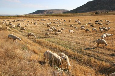 Kırsalda bir çiftlik otlağında koyun sürüsü.
