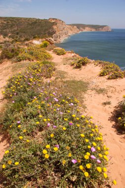 Dalgalı bir okyanusun kayalık kıyı şeridi ve manzarası 