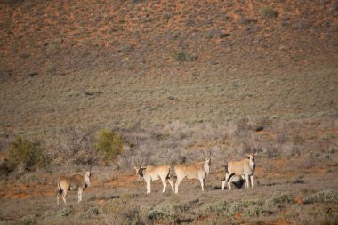 Büyük Kudu, yayılım gösterir: strepsiceros