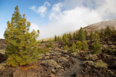 Doğa manzarası manzarası