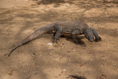 Komodo Ejderhası doğal yaşam alanında, Komodo Parkı, Endonezya