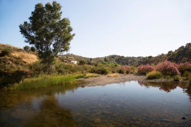 Akdeniz bölgesindeki zakkum ağaçları