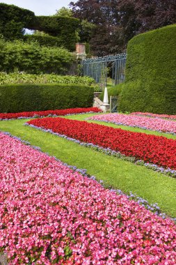 Çiçeklerle dolu güzel çimenler.