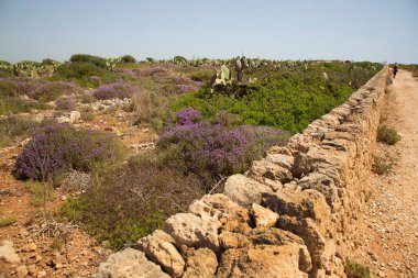 Dağlardaki lavanta tarlası