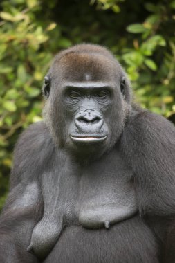 Hayvanat bahçesindeki goril, doğal yaşam alanı.