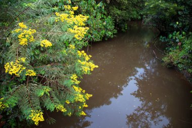 Parktaki nehrin güzel manzarası