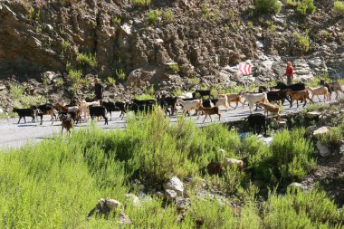 Dağlarda bir keçi sürüsü