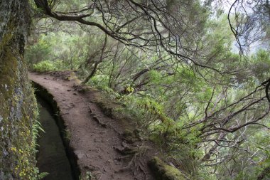 Ormandaki güzel yol manzarası