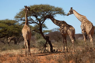 Güney Afrika ya da Cape zürafası, Züraffa camelopardalis, ağaçların tepesinden otlamak için savanada yürüyorlar.