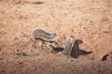 Bir çift Güney Afrika sincabı.