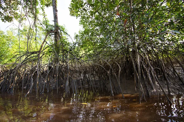 Tropikal bir nehrin kıyısında ayakta duran mangrov ağacı kökleri