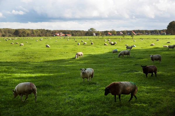 Pascolo Pecore Prato Verde Una Giornata Estiva — Foto Stock