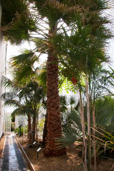 Parktaki palmiye ağaçları