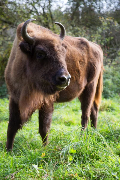Bison Sage Européen Bison Bonasus Marchant Près Bord Forêt Sur — Photo