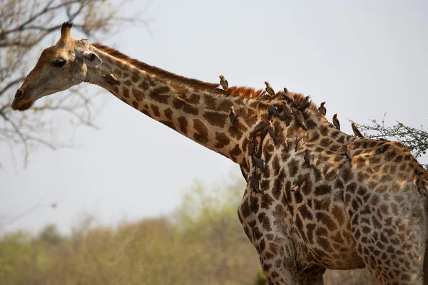 Kilátás Zsiráf Vadon Élő Állatok Afrika — Stock Fotó