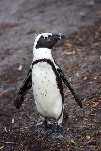 Close Vista Pinguim Bonito — Fotografia de Stock