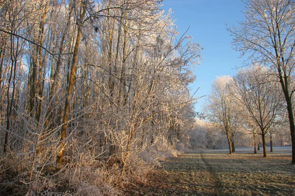 Вид Деревья Зимнее Время — стоковое фото