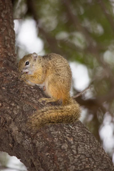 Vue Rapprochée Écureuil Gris Sciurus Carolinensis — Photo