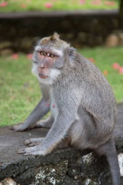 Macaco Sentado Chão — Fotografia de Stock