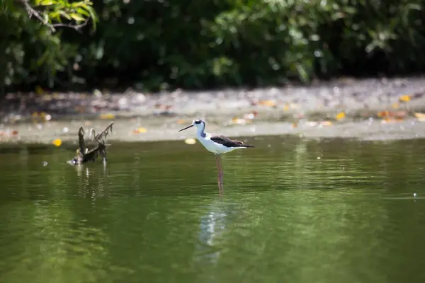 Ein Vogel Läuft Wasser — Stockfoto