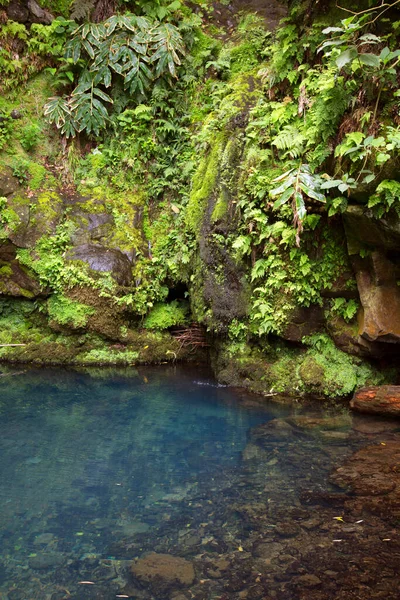 Hermosa Vista Del Pequeño Lago Selva Tropical — Foto de Stock