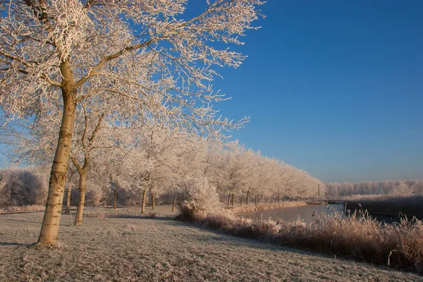 Schöne Landschaft Mit Gefrosteten Waldbäumen — Stockfoto