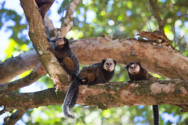 Parlak gün ışığında ağaçtaki şirin maymunlar